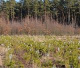 Gość w Centrum - "Znaczenie gospodarki leśnej w polskich lasach"
