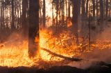 Ochrona przeciwpożarowa w Lasach Komunalnych Miasta Grudziądza