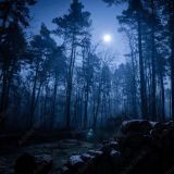 Spacer z leśniczym - nocny survival