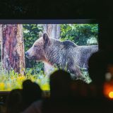 Leśne Kino 2025