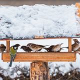 Ptasia Stołówka 2026